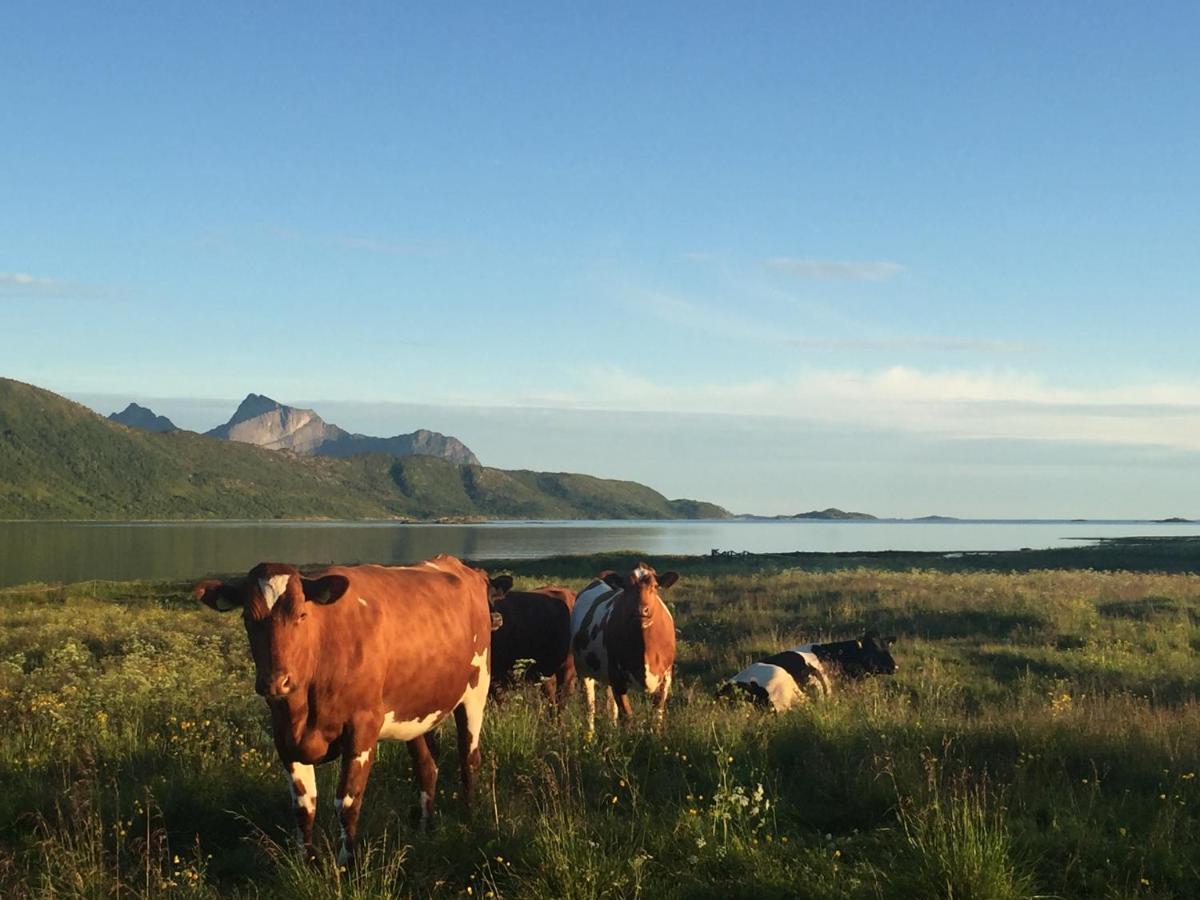 Steigen Lodge Sjohytter Engeloya Buitenkant foto